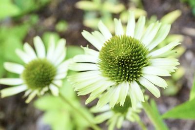 Close-up of flowering plant