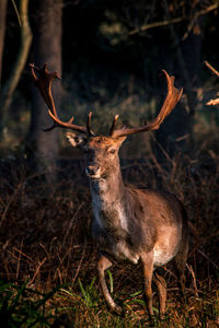 Deer in morning light  