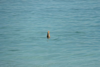 Person swimming in sea