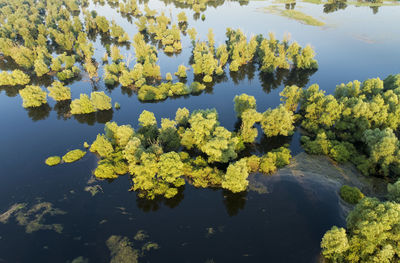 Flood in kopacki rit nature park, croatia