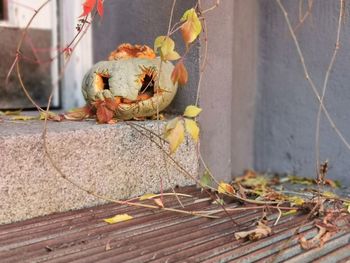 Close-up of wilted plant by wall