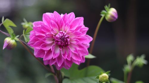 Close-up of pink flower