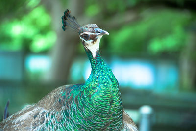 Close-up of a peacock