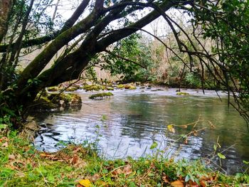 Scenic view of lake in forest