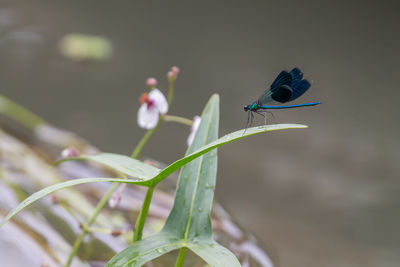 Close-up of damselfly perching on plant