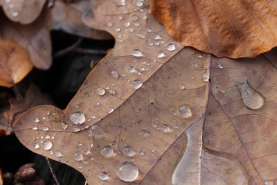 Close-up of water drops on leaves