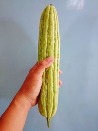 Cropped image of person holding leaf