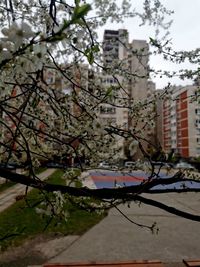 Cherry tree by building in city