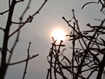 Low angle view of silhouette twigs against sky during sunset