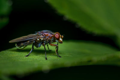 Close-up of housefly on leaf