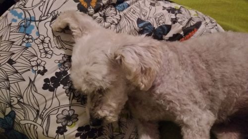 High angle view of dog sleeping on bed at home