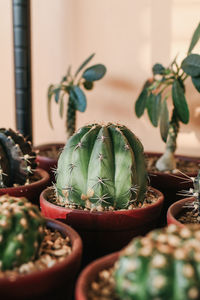 Close-up of potted plant