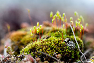 Close-up of moss growing on field