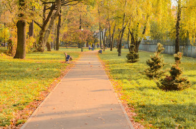 Young spruce trees grow along the path that runs through the park