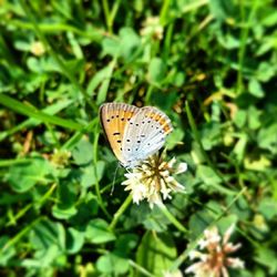 Close-up of butterfly on leaf