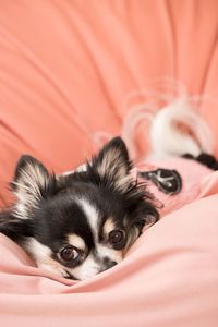 Portrait of puppy at home