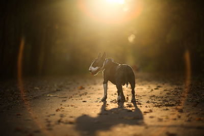 View of dog on road