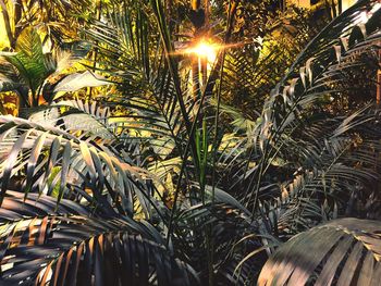 Sunlight streaming through palm tree