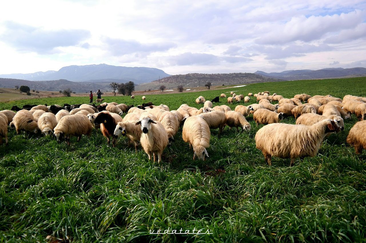 FLOCK OF SHEEP ON FIELD BY MOUNTAIN AGAINST SKY