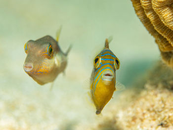 Close-up of fish swimming in sea