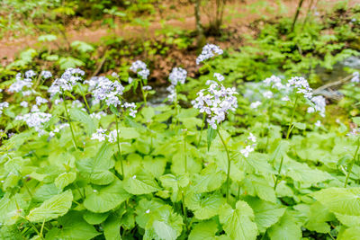 High angle view of white flowering plant