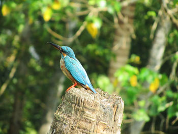Kingfisher bird perching on tree stump