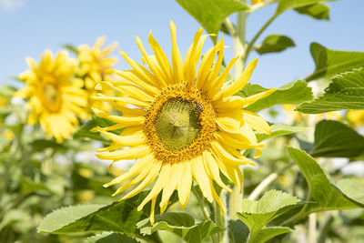 Close-up of yellow sunflower