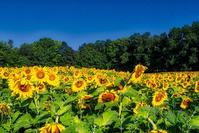 Scenic view of sunflower field against sky