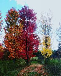 Trees and plants growing on field against sky during autumn