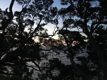 Low angle view of silhouette tree against sky