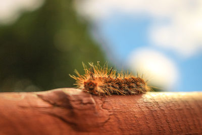 Close-up of a hand feeding