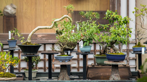 Potted plants on table