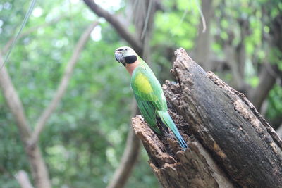 Close-up of parrot perching on tree