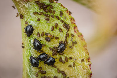 Close-up of caterpillar on plant