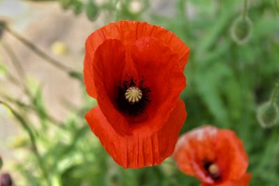 Close-up of red flower