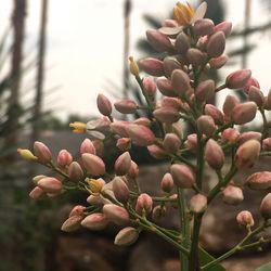 Close-up of flowering plant
