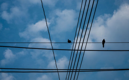 Low angle view of birds perching on cable against sky