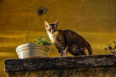 Portrait of a cat drinking water