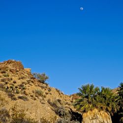 Low angle view of trees on landscape against clear blue sky