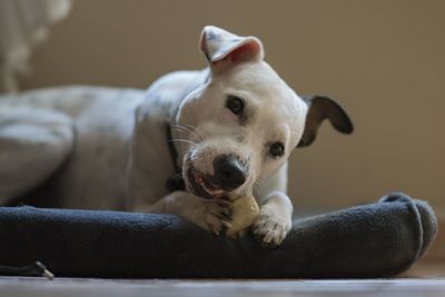 Close-up portrait of dog resting