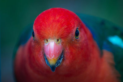 Close-up of a parrot