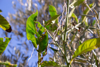 Close-up of green leaves on branch