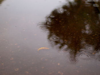 High angle view of raindrops on puddle