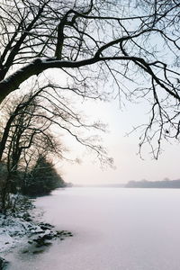 Bare trees against sky