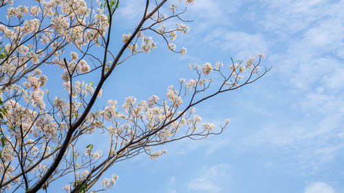 Low angle view of cherry tree against blue sky