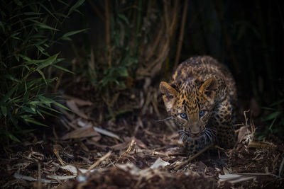 North china leopard.