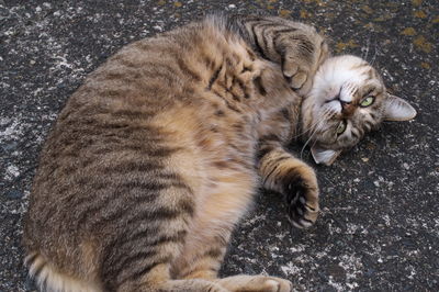 High angle view of cat sleeping