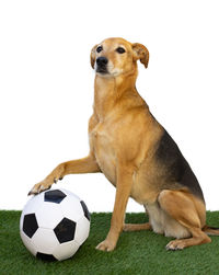 soccer ball
