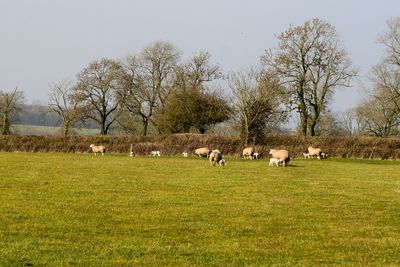 Cows grazing on grassy field