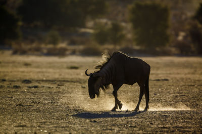 Horse grazing on field